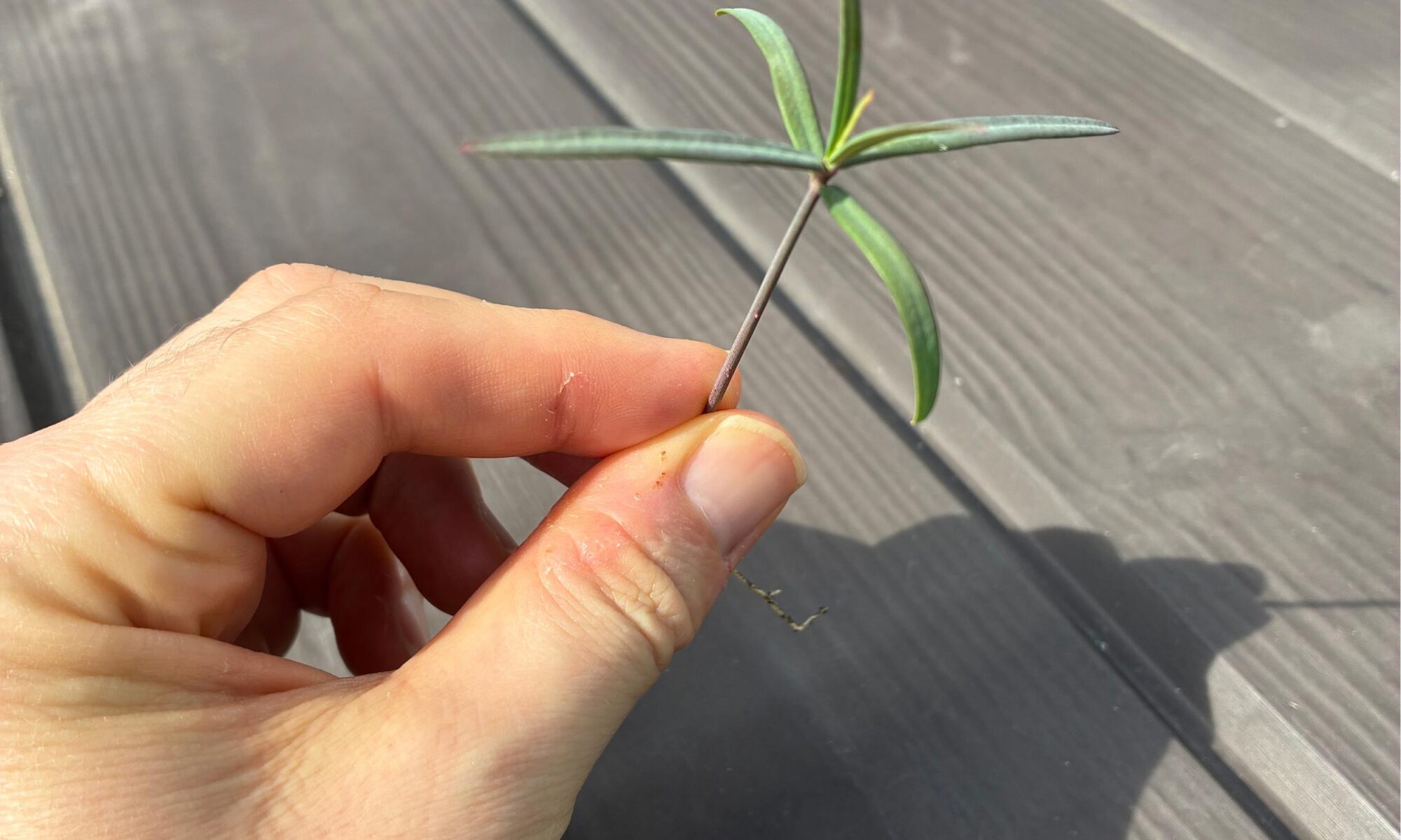 An unidentified seedling